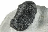 Bargain, Austerops Trilobite - Ofaten, Morocco #287541-4